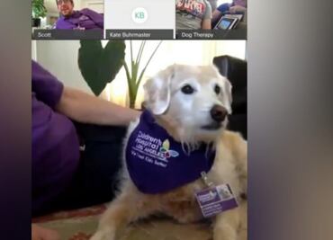 Perros de terapia hacen visitas virtuales a pacientes en hospital de California