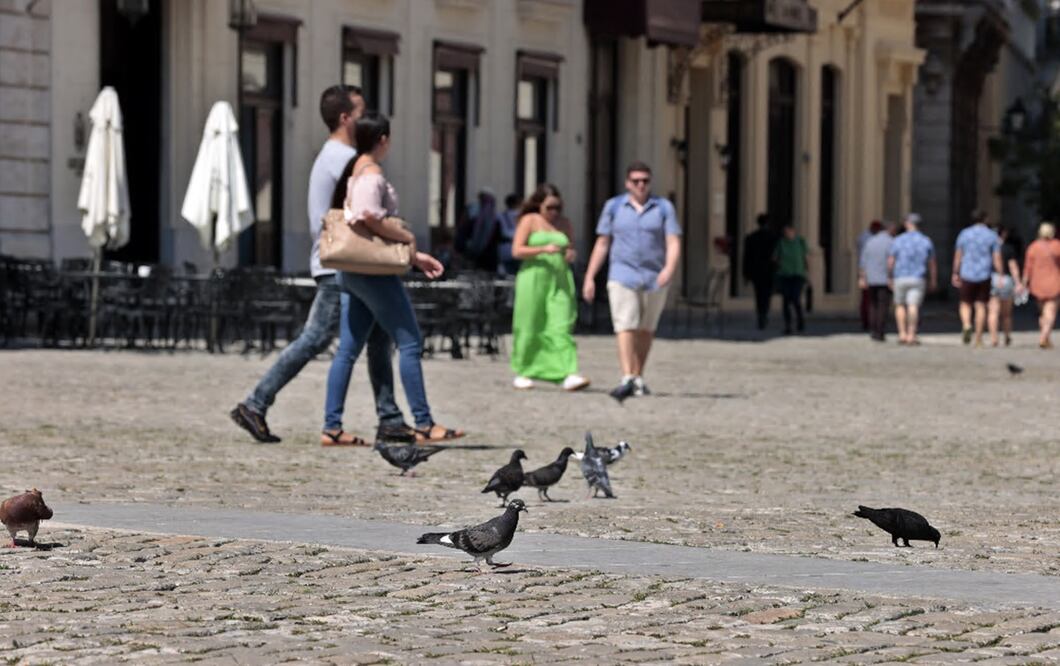 Todas las variantes de la gripe aviar N5H1 que están circulando en distintas especies de animales presentan cierto potencial pandémico. EFE