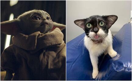 Gatita rescatada se vuelve viral por parecido con “Baby Yoda”