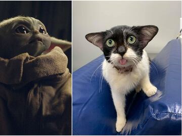 Gatita rescatada se vuelve viral por parecido con “Baby Yoda”