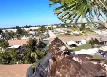 Video. Bomberos rescatan a halcón atrapado en palmera de Miami