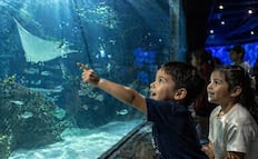 ¿Dónde ir? 5 lugares para celebrar el Día del Niño en Ciudad de México y cuánto cuestan