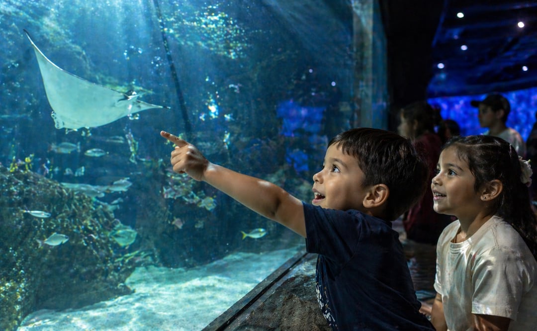 Acuario. Foto: ChatGPT
