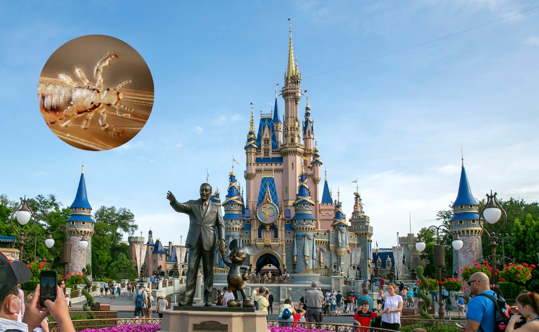 ¿Brote de piojos en Disney? Así detectan niños con piojos en Disney Word FOTO: AP / CANVA