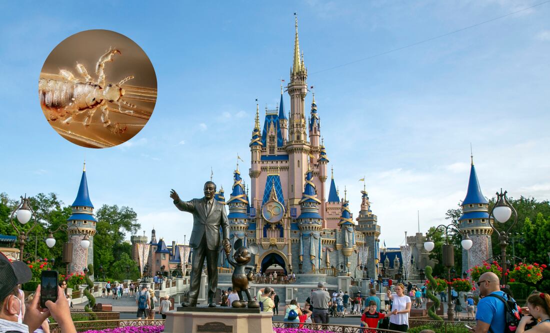 ¿Brote de piojos en Disney? Así detectan niños con piojos en Disney Word FOTO: AP / CANVA