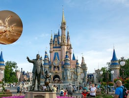 ¿Brote de piojos en Disney? Así detectan niños con piojos en Disney World