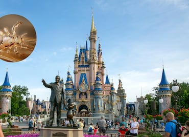¿Brote de piojos en Disney? Así detectan niños con piojos en Disney World