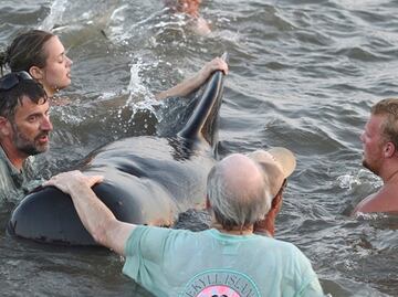 Turistas y locales ayudan a salvar ballenas varadas en Georgia
