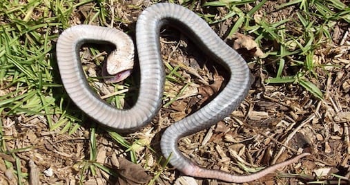 Alertan a visitantes por “serpiente zombie” en parques de Carolina del Norte