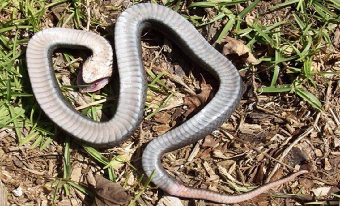 Foto: North Carolina State Parks and Recreation