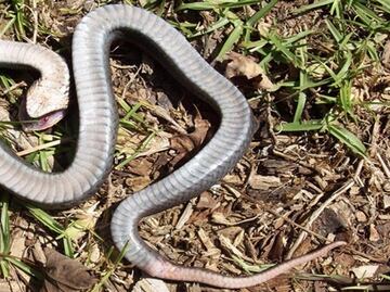 Alertan a visitantes por “serpiente zombie” en parques de Carolina del Norte