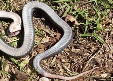 Alertan a visitantes por “serpiente zombie” en parques de Carolina del Norte