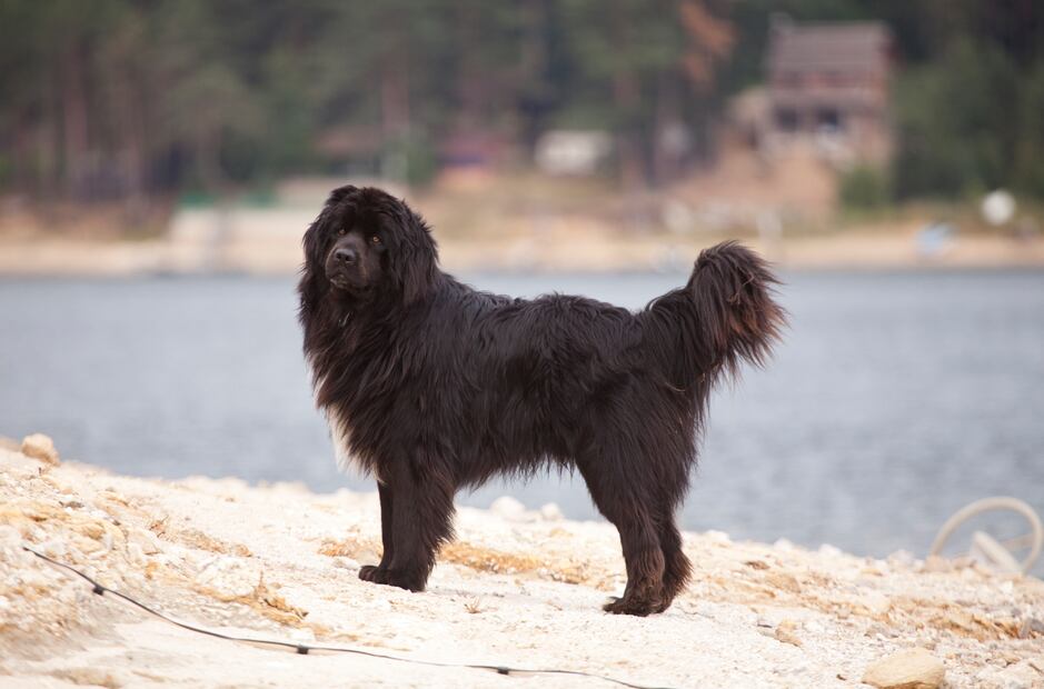 6 razas de perros que aman el clima frío y lo soportan mejor. Foto: iSTOCK-sliper84