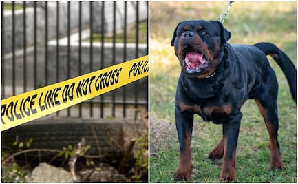 Menor muere mutilado por perros rottweilers en Idaho; su madre fue gravemente lesionada