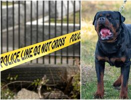 Menor muere mutilado por perros rottweilers en Idaho; su madre fue gravemente lesionada