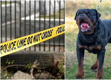 Menor muere mutilado por perros rottweilers en Idaho; su madre fue gravemente lesionada