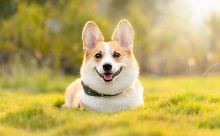 Revelan los nombres más populares para perros en EU durante 2022