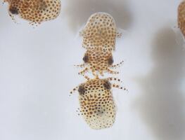 NASA envía calamares y osos de agua a la Estación Espacial