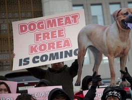 Corea del Sur prohíbe el consume de carne de perro, pero varios países asiáticos lo siguen haciendo