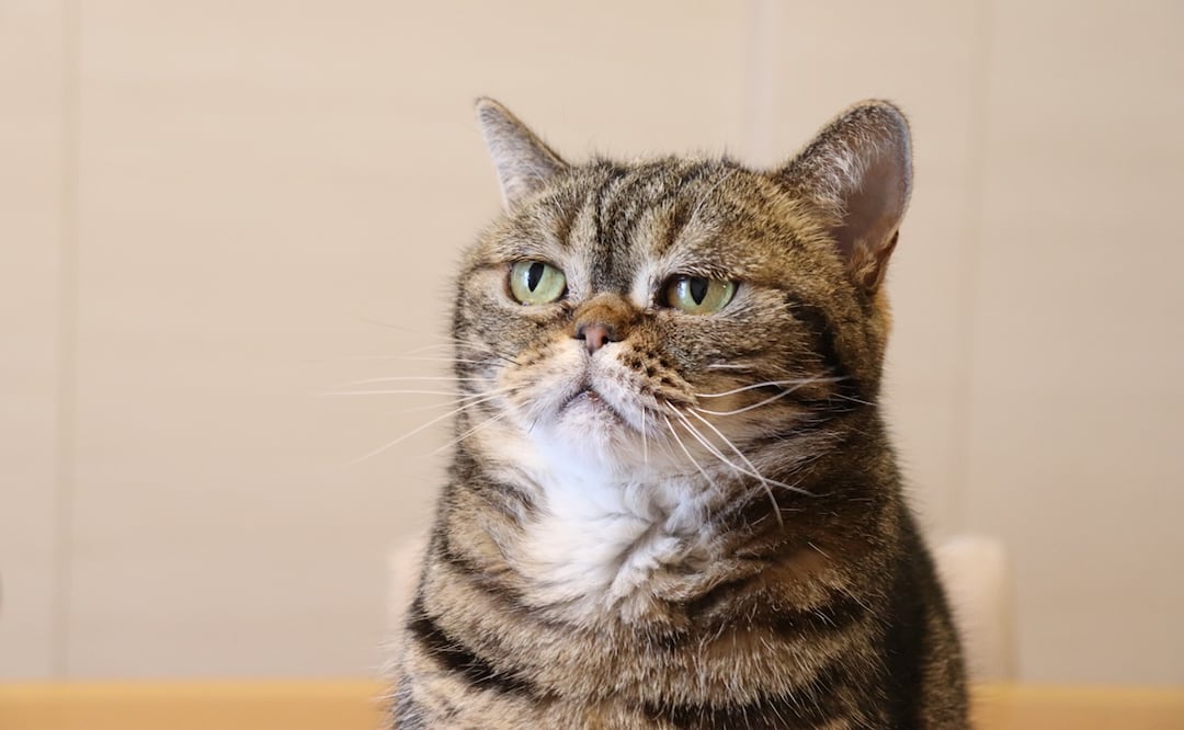 Aunque no lo parezca, los gatos tienen casi 300 expresiones faciales, descubre la ciencia. Foto: iStock-chie hidaka