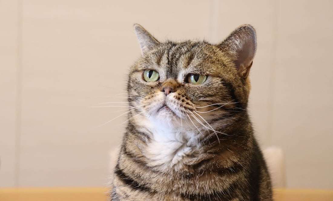 Aunque no lo parezca, los gatos tienen casi 300 expresiones faciales, descubre la ciencia. Foto: iStock-chie hidaka