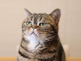 Aunque no lo parezca, los gatos tienen casi 300 expresiones faciales, descubre la ciencia