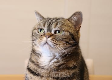 Aunque no lo parezca, los gatos tienen casi 300 expresiones faciales, descubre la ciencia