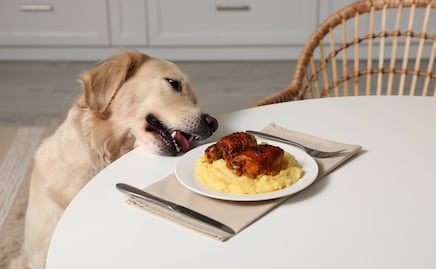 ¿Es bueno darle las sobras de comida a los perros? Esto dice la ciencia