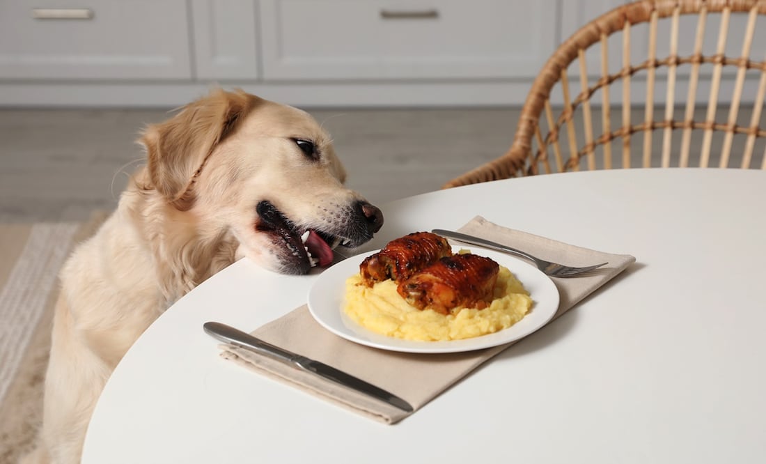 ¿Les hace daño los restos de comida humana a los perros? Foto: iStock-Liudmila Chernetska
