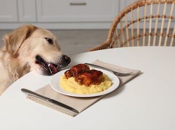¿Es bueno darle las sobras de comida a los perros? Esto dice la ciencia