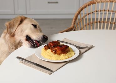 ¿Es bueno darle las sobras de comida a los perros? Esto dice la ciencia