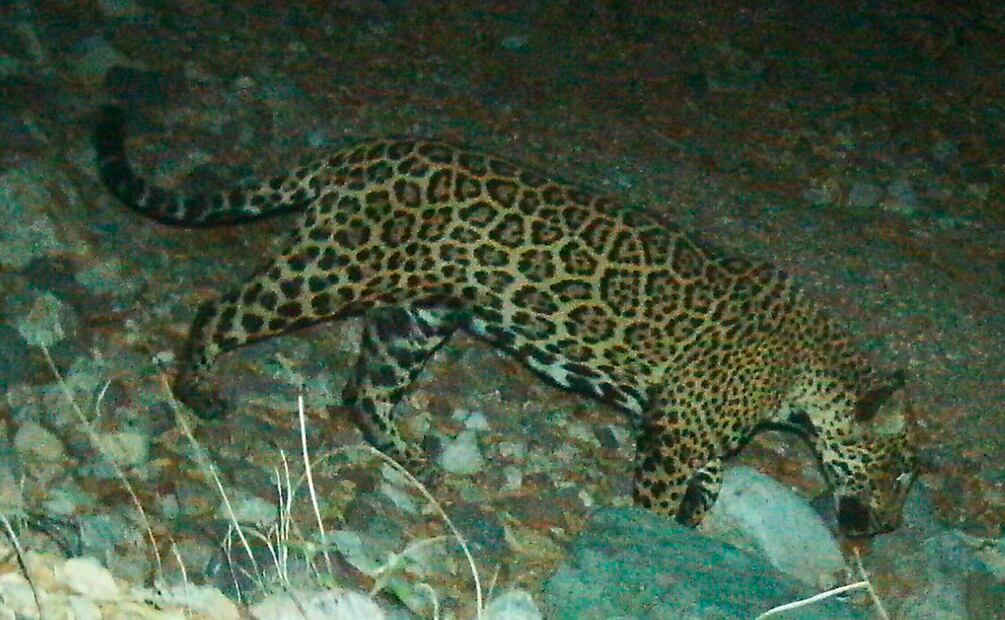 "El Jefe", el jaguar más conocido de Estados Unidos, fue visto en México 