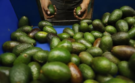 Jalisco se suma a Michoacán como exportador de aguacate a EU