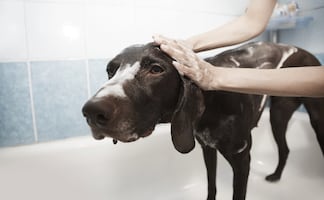 ¿Cómo cuidar a los perros de las pulgas y garrapatas en temporada de calor?