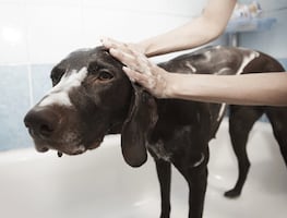 ¿Cómo cuidar a los perros de las pulgas y garrapatas en temporada de calor?