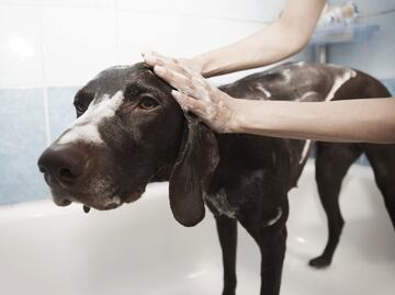 ¿Cómo cuidar a los perros de las pulgas y garrapatas en temporada de calor?