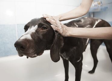 ¿Cómo cuidar a los perros de las pulgas y garrapatas en temporada de calor?