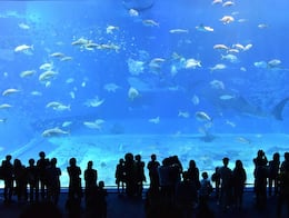 Los 5 mejores acuarios para conocer en Estados Unidos: Caminarás bajo tiburones gigantes