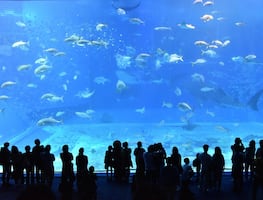 Los 5 mejores acuarios para conocer en Estados Unidos: Caminarás bajo tiburones gigantes