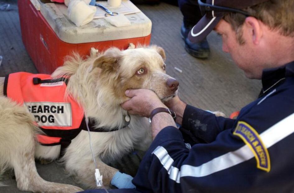 Perros de rescate, héroes en los atentados del 11 de septiembre