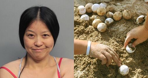Arrestan a mujer por 'pisotear nidos de tortugas' en Florida