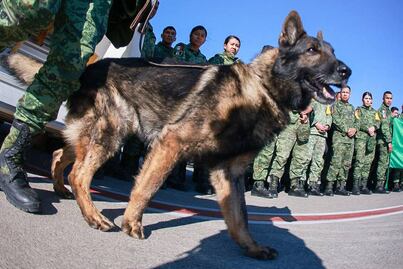 Proteo, el perro del Ejército mexicano que murió en tareas de rescate en Turquía