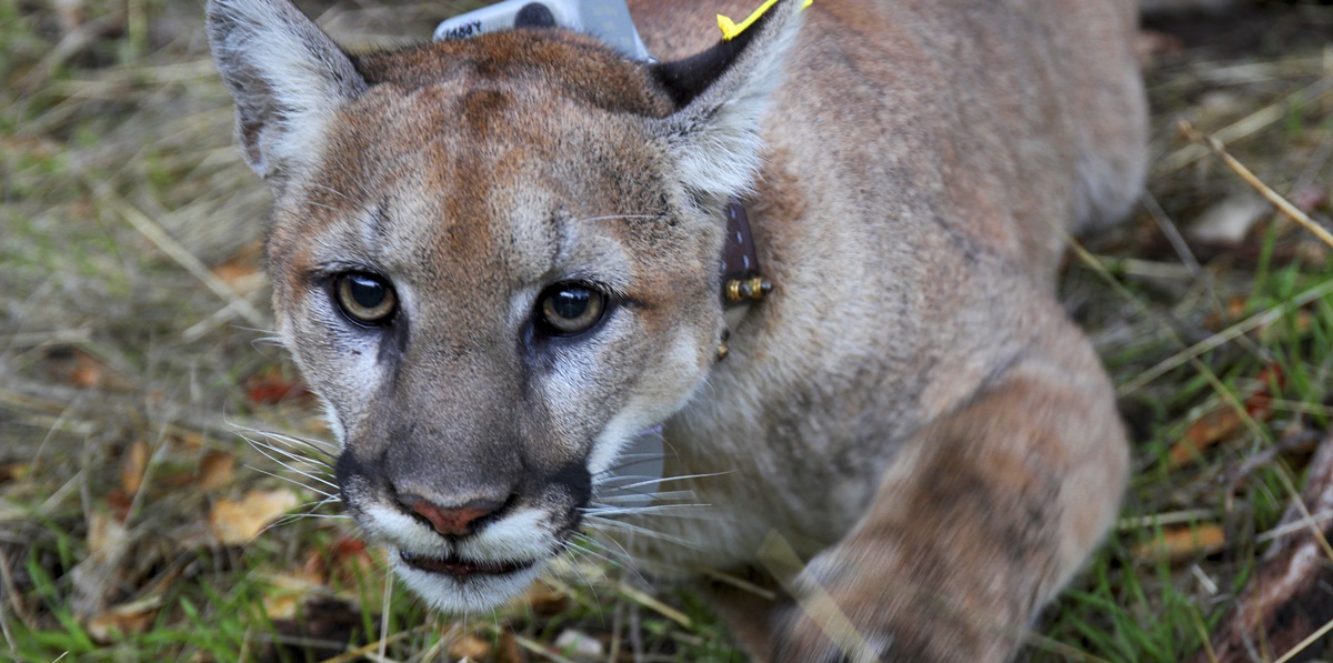 Capturan a puma que rondaba calles del sur de California