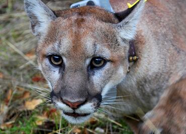 Capturan a puma que rondaba calles del sur de California