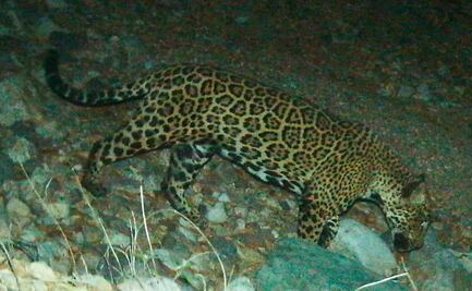 "El Jefe", el jaguar más conocido de Estados Unidos, fue visto en México 