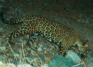 "El Jefe", el jaguar más conocido de Estados Unidos, fue visto en México