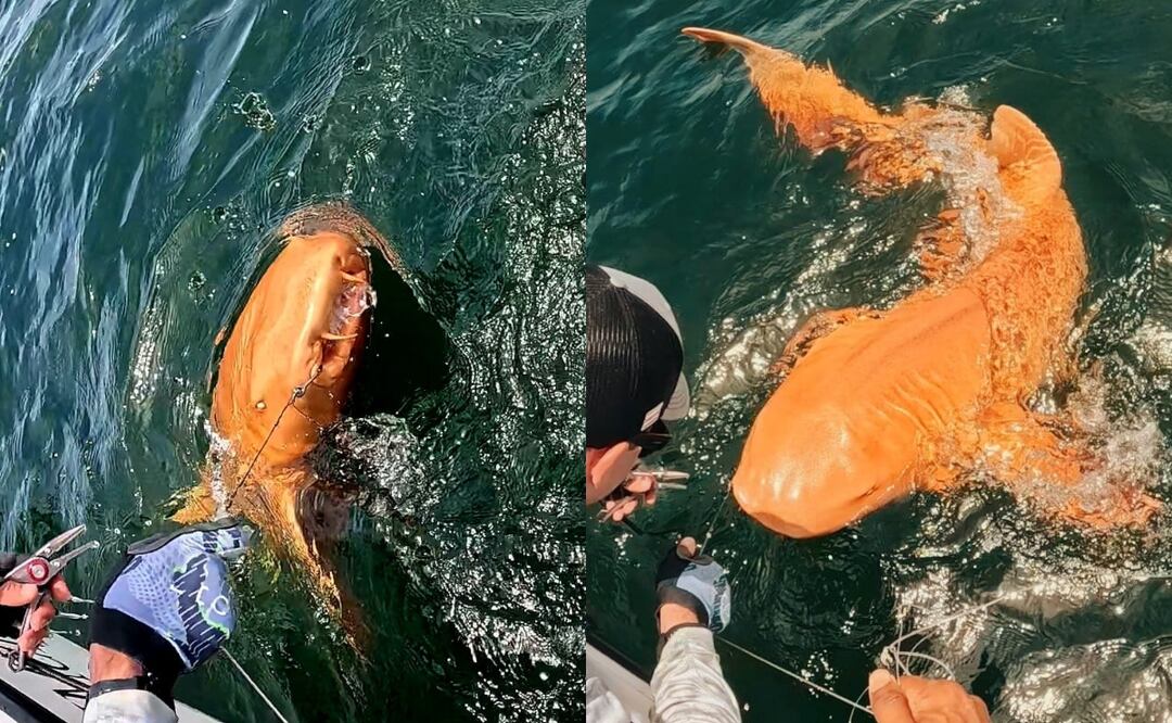 ¡Aterrador! Descubren extraño tiburón naranja con ojos blancos en Costa Rica: así luce. Foto: Tomada de FB @Parismina Domus Dei