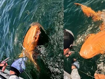 ¡Aterrador! Descubren extraño tiburón naranja con ojos blancos en Costa Rica: así luce