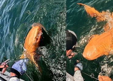 ¡Aterrador! Descubren extraño tiburón naranja con ojos blancos en Costa Rica: así luce