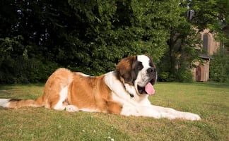 Las razas de perros más tranquilas para tener en casa